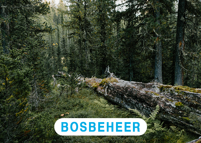 Bosbeheer