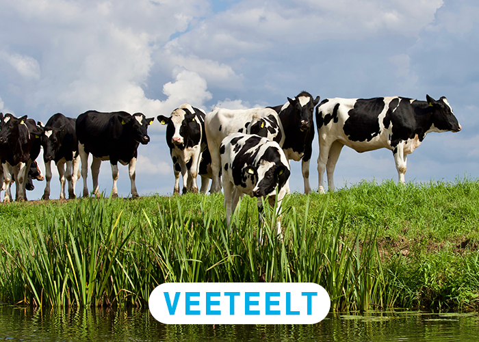 Veeteelt